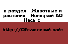  в раздел : Животные и растения . Ненецкий АО,Несь с.